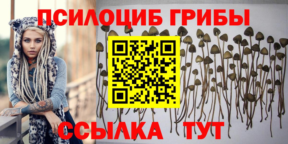 Бузулук  Псилоцибиновые грибы Cubensis  Вход с VPN 